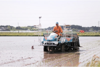 田植え