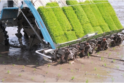 田植え