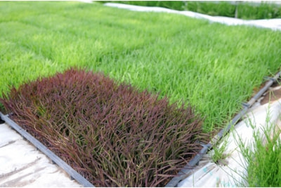 田植えを待つ苗