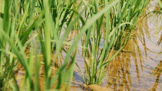 おいしいお米は土壌作りから